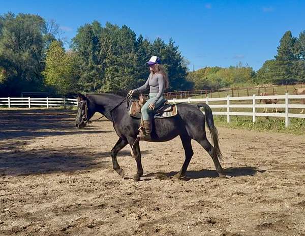 trail-ridin-morgan-horse