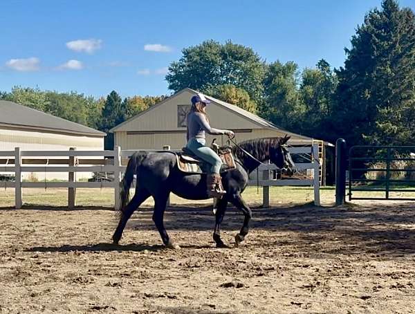 all-around-morgan-horse