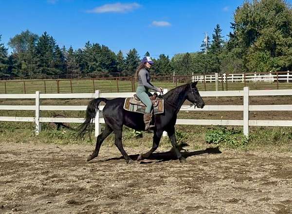 athletic-morgan-horse