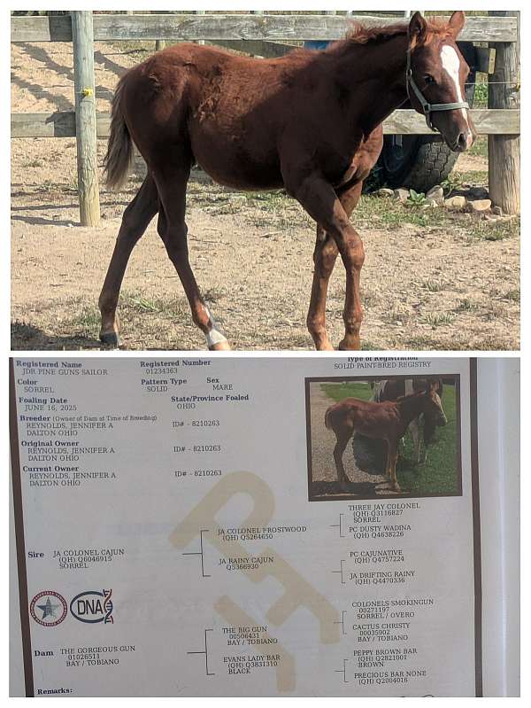 all-around-paint-horse