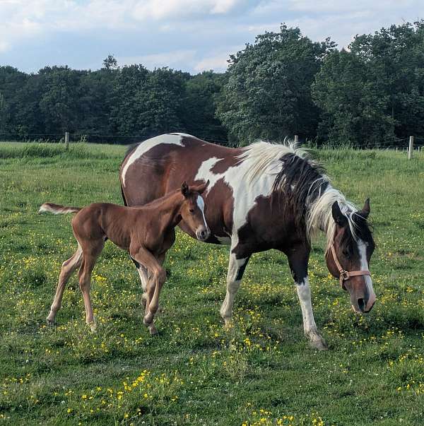 bay-white-horse
