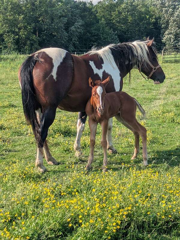 has-been-driven-paint-horse