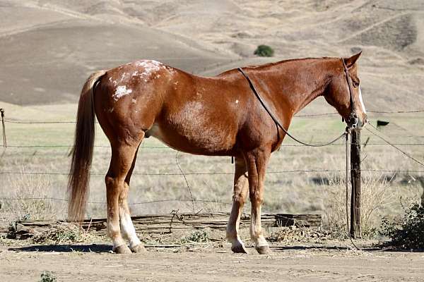 chestnut-blaze-horse