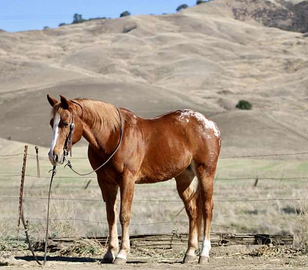 quarter-horse