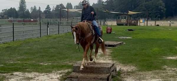 all-around-quarter-horse