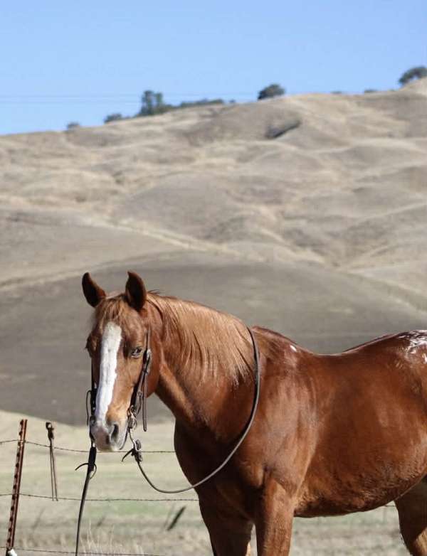 beginner-safe-quarter-horse
