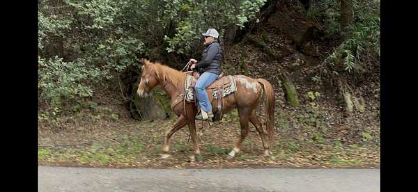 family-horse-quarter