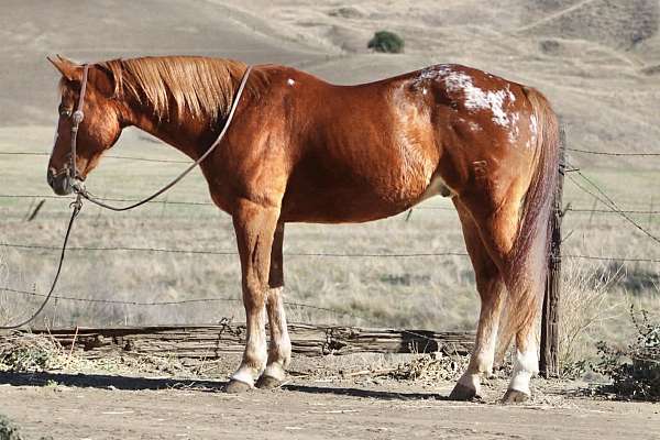 ranch-work-quarter-horse