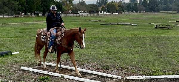 trail-quarter-horse