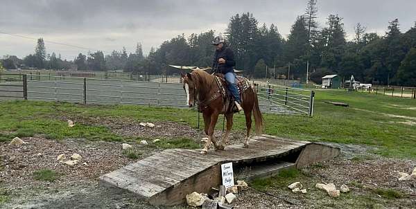 athletic-quarter-horse