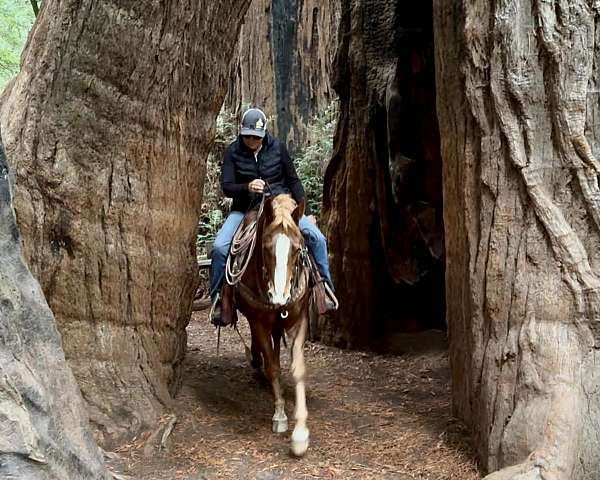 beginner-quarter-horse