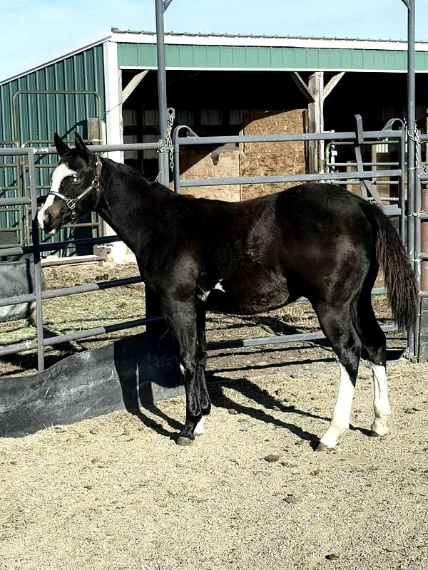 black-with-full-white-blaze-hind-stockings-blue-eye-horse