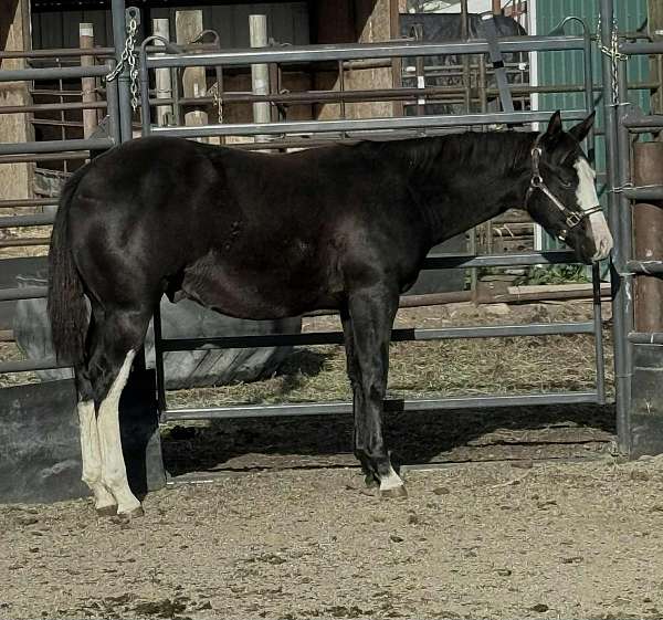 black-overo-with-full-white-blaze-hind-stockings-blue-eye-horse