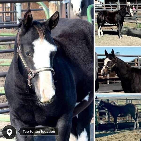 black-horses-paint