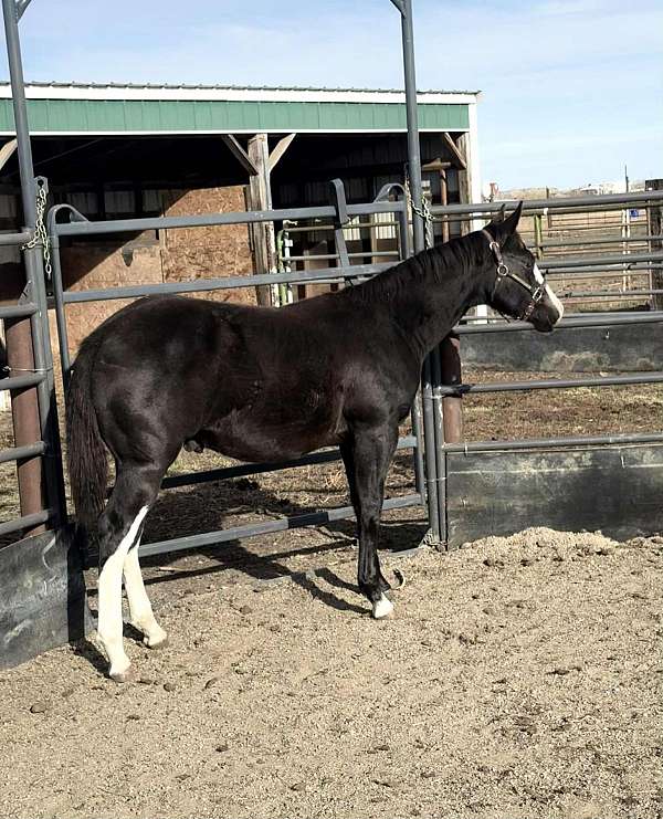 montana-horses-paint