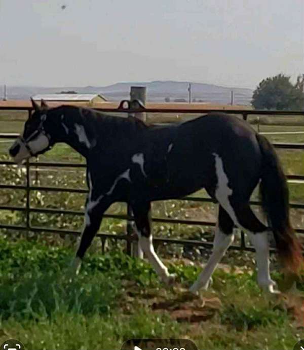 pine-paint-horse