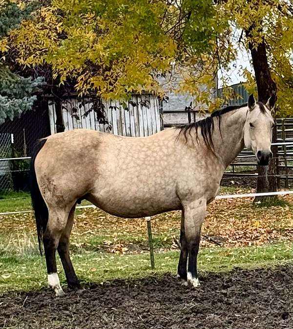 yearlings-paint-horse