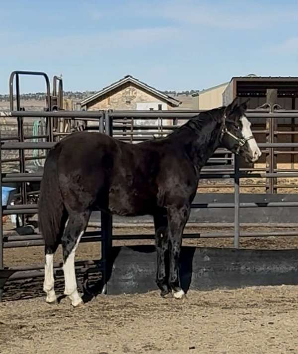 yearlings-horse