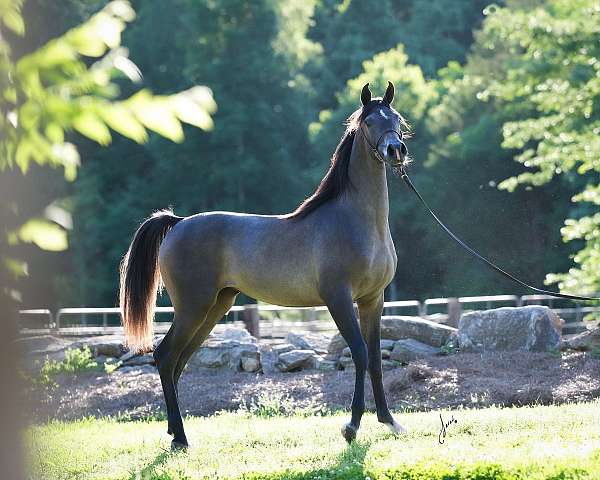 grey-small-white-socks-horse