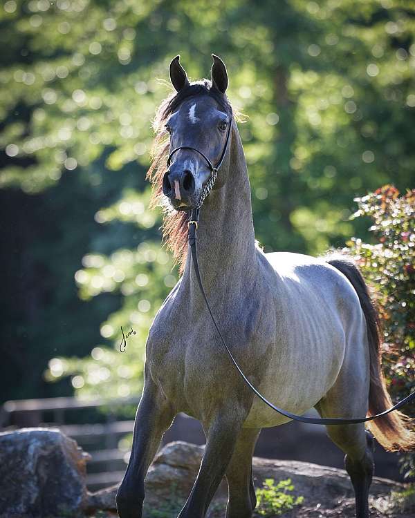 star-horse