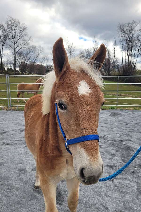 haflinger-horse