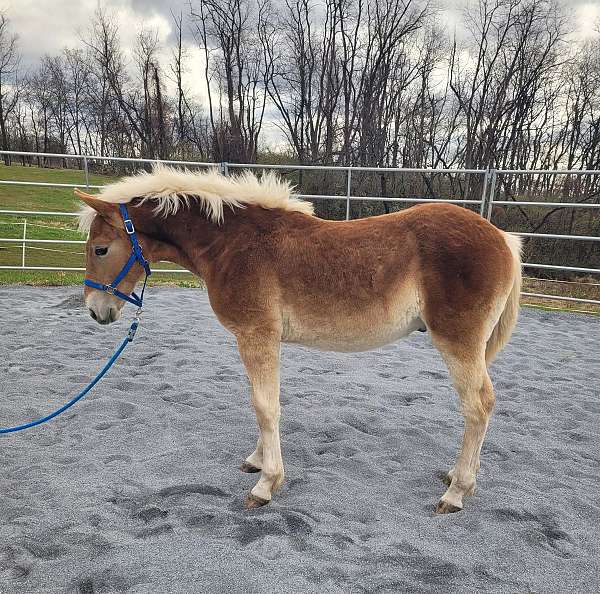 haflinger-colt