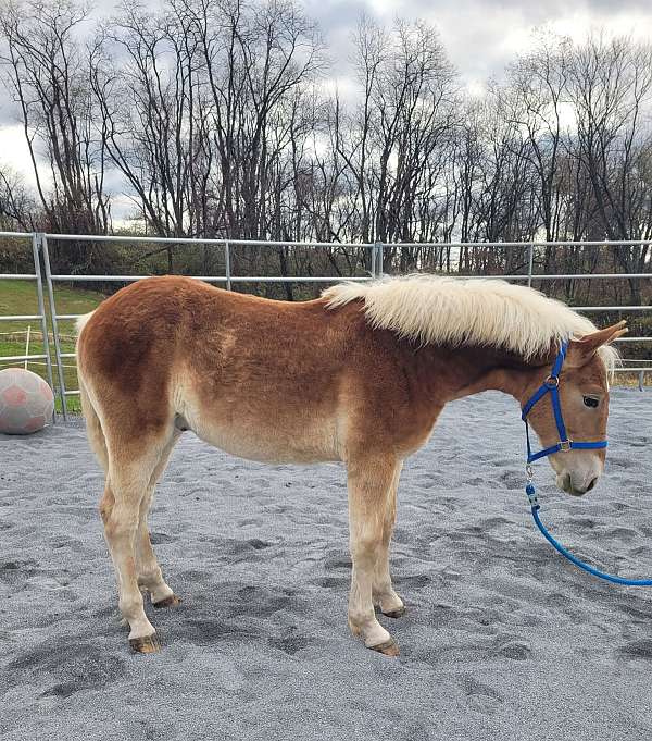 haflinger-horse-for-sale