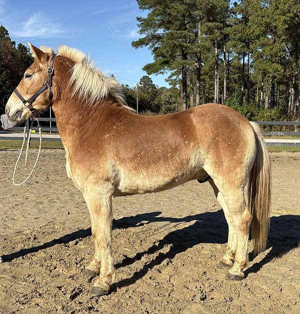 lazy-haflinger-horse