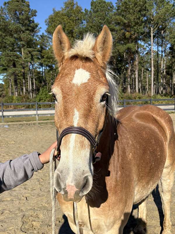 loving-haflinger-horse