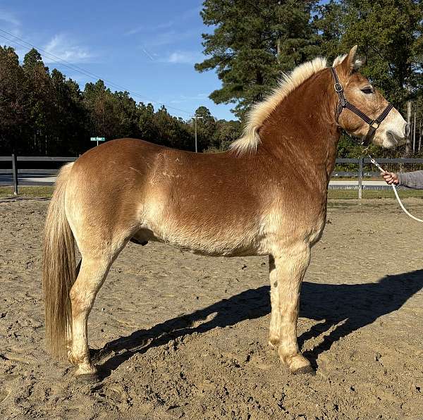 very-sweet-haflinger-horse