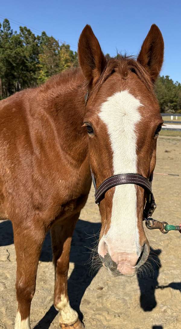 15-hand-draft-gelding