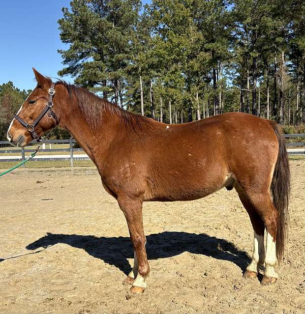 sorrel-draft-gelding