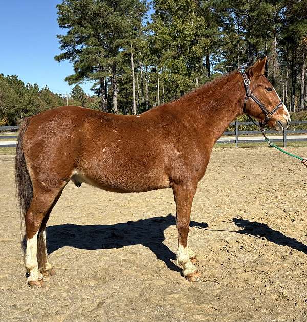 sorrel-gelding-for-sale
