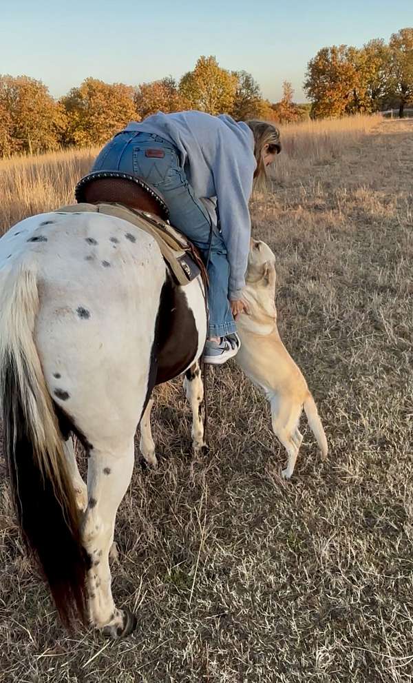 paint-horse