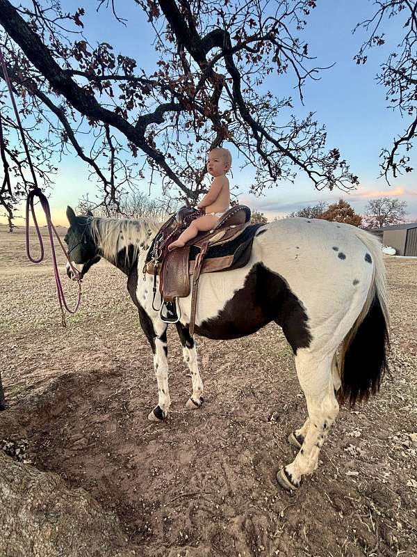 paint-horse-for-sale