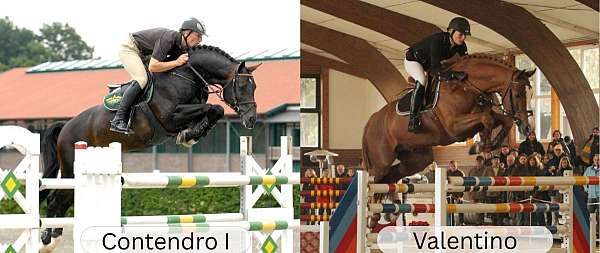 embryo-westphalian-horse