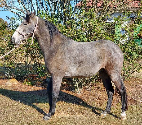 grey-tennessee-walking-gelding