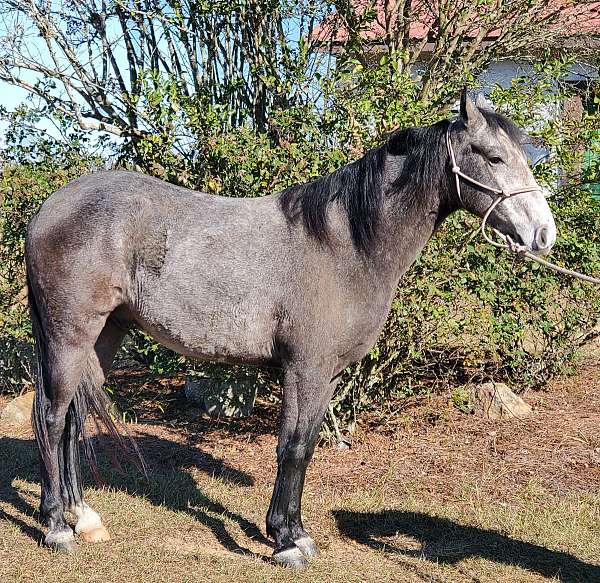 grey-gelding-for-sale