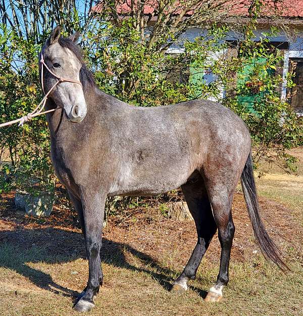 14-hand-tennessee-walking-gelding