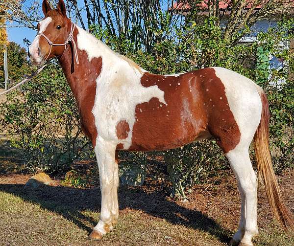 chestnut-spotted