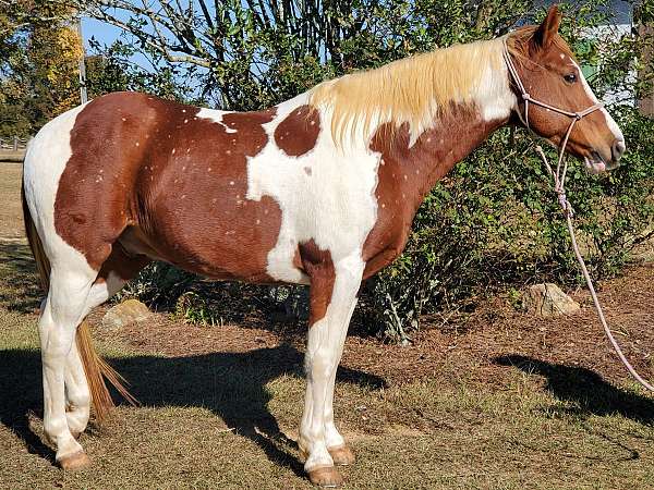 tennessee-walking-gelding