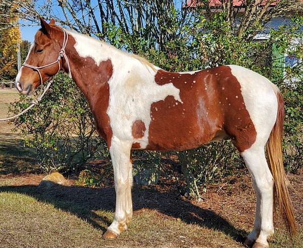tennessee-walking-horse-for-sale