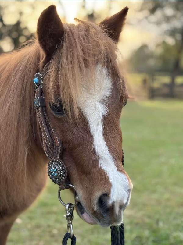 all-around-miniature-horse