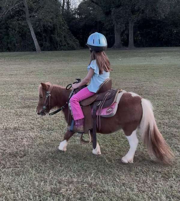 beginner-miniature-horse