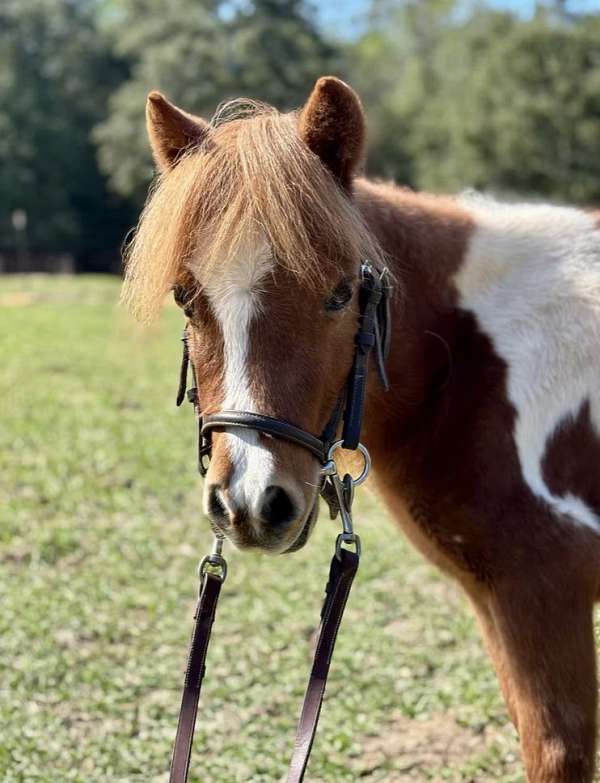 breeding-miniature-horse