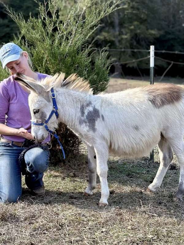 tovero-companion-horse