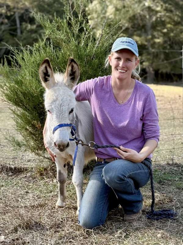 tovero-donkey-colt