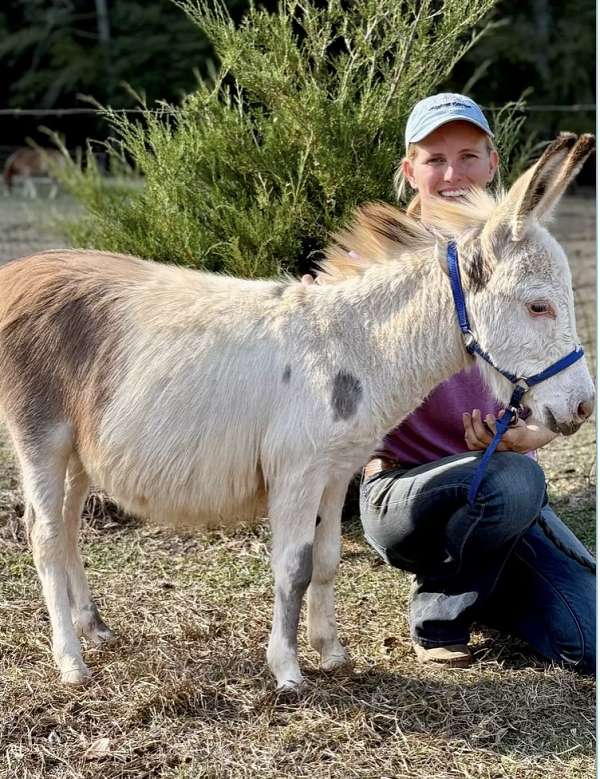 tovero-therapy-horse