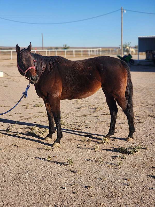 apha-mare-thoroughbred-horse