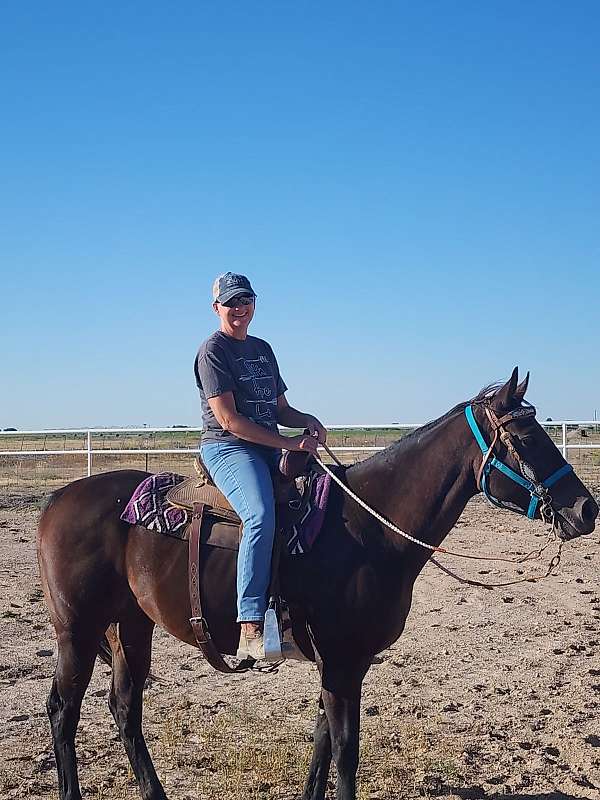 bred-mares-thoroughbred-horse
